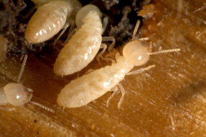 Close up of Subterranean Termites